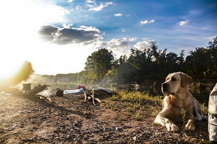 Chien camping